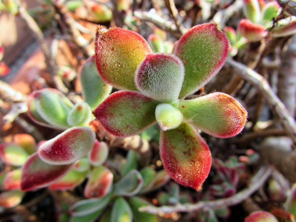 Echeveria pulvinata ‘Plush Chenille’ Rooted Cuttings – Fuzzy Succulent with Red Tips, Drought-Tolerant, Easy-Care, Indoor & Outdoor Plant