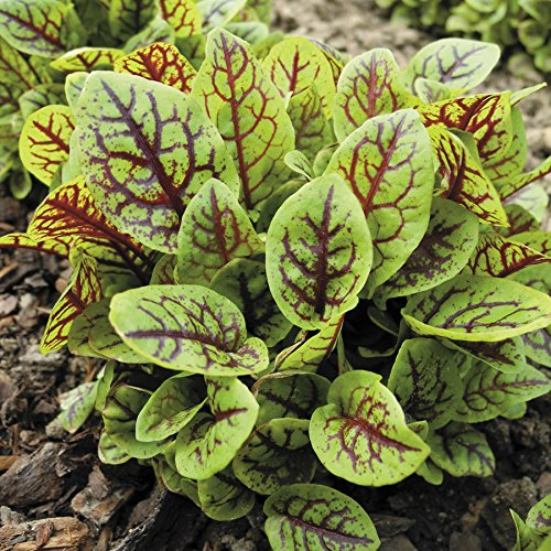 Red Veined Sorrel Seeds - Rumex sanguineus, Heirloom Edible Green for Salads & Garnishes, Cool-Season Leafy Vegetable
