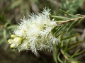 50 Snow In Summer Seeds - Fragrant Melaleuca linariifolia Shrub for Gardens, Hardy & Low-Maintenance Planting
