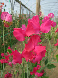 Sally Maitland Sweet Pea Seeds – 50+ Rose-Pink Climbing Flower Vines for Trellises, Cottage Gardens & Bouquets – Lathyrus odoratus