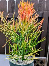 15 Fire Sticks Succulent Cuttings - Euphorbia Tirucalli Unrooted Propagation Plants for Garden & Terrarium