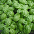 200 Sweet Basil Seeds – Ocimum basilicum Herb Seeds for Pesto, Cooking, Aromatic, Non-GMO, Fast Growing, Heirloom