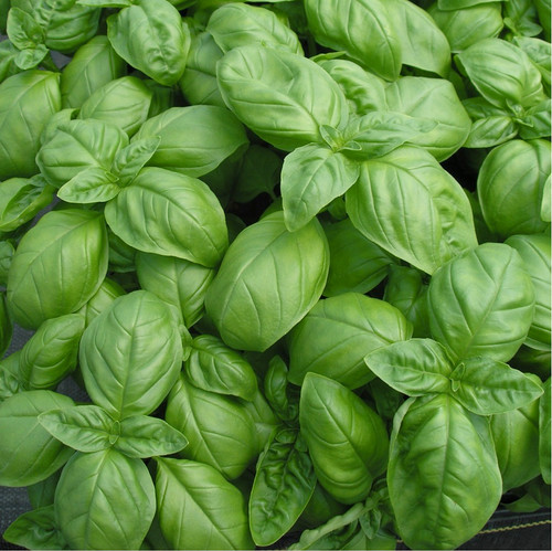 200 Sweet Basil Seeds – Ocimum basilicum Herb Seeds for Pesto, Cooking, Aromatic, Non-GMO, Fast Growing, Heirloom