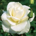 JFK White Rose Bush Cuttings 6” Unrooted Hybrid Tea Rose with Double White Blooms & Licorice Fragrance, USDA Zones 7-10