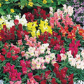 Floral Showers Mix Snapdragon Seeds | 1000+ Dwarf Annual Flowers for Garden & Containers | Antirrhinum majus