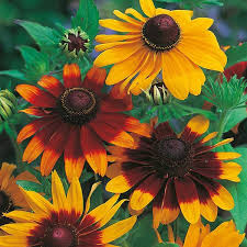 100mg Gloriosa Daisy Seeds Rudbeckia hirta Hardy Perennial with Vibrant Multicolored Blooms for Wildflower Gardens