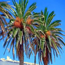 Date Palm Tree Seeds – Phoenix dactylifera, Edible Fruit, Hardy to Zone 8, Tropical Landscaping, Drought-Tolerant