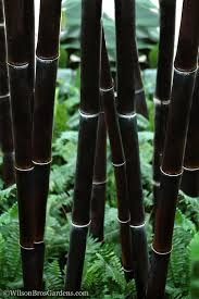 Black Bamboo Live Plant, Phyllostachys nigra, Multi-Cane Ornamental Privacy Screen, Fast Growing