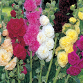 250 Seeds Summer Carnival Mix Hollyhock (Alcea rosea) - Vibrant Double Blooms, Pollinator-Friendly, Cottage Garden, Tall Spires