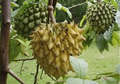 Rollinia Deliciosa 'Biriba' Tropical Fruit Tree | 4-7" Live Starter Plant | Edible Exotic with Lemon Meringue Flavor