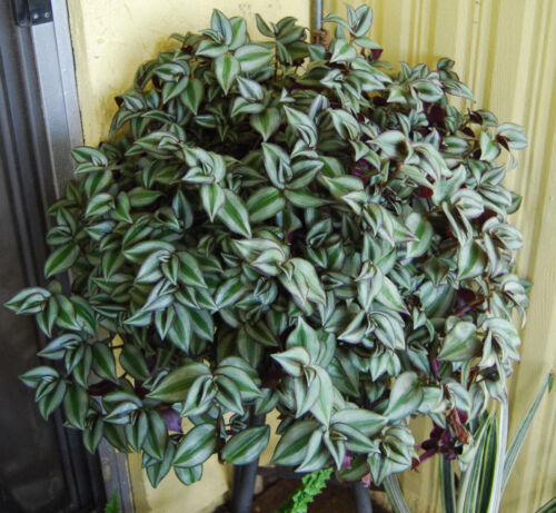 Unrooted Plant Cuttings 4-8” Tradescantia Nanouk Pink Wandering Jew Rare Foliage