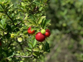 Acerola Starter Plant Seedling - Malpighia emarginata - Live Fruit Tree 2-3 ft - Tropical Cherry for Garden and Orchard