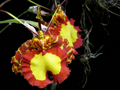 Psychopsis Mendenhall 'Hildos' FCC/AOS Orchid – 2" Pot, Red and Yellow Cattleya, Tropical Indoor/Outdoor Orchid Plant