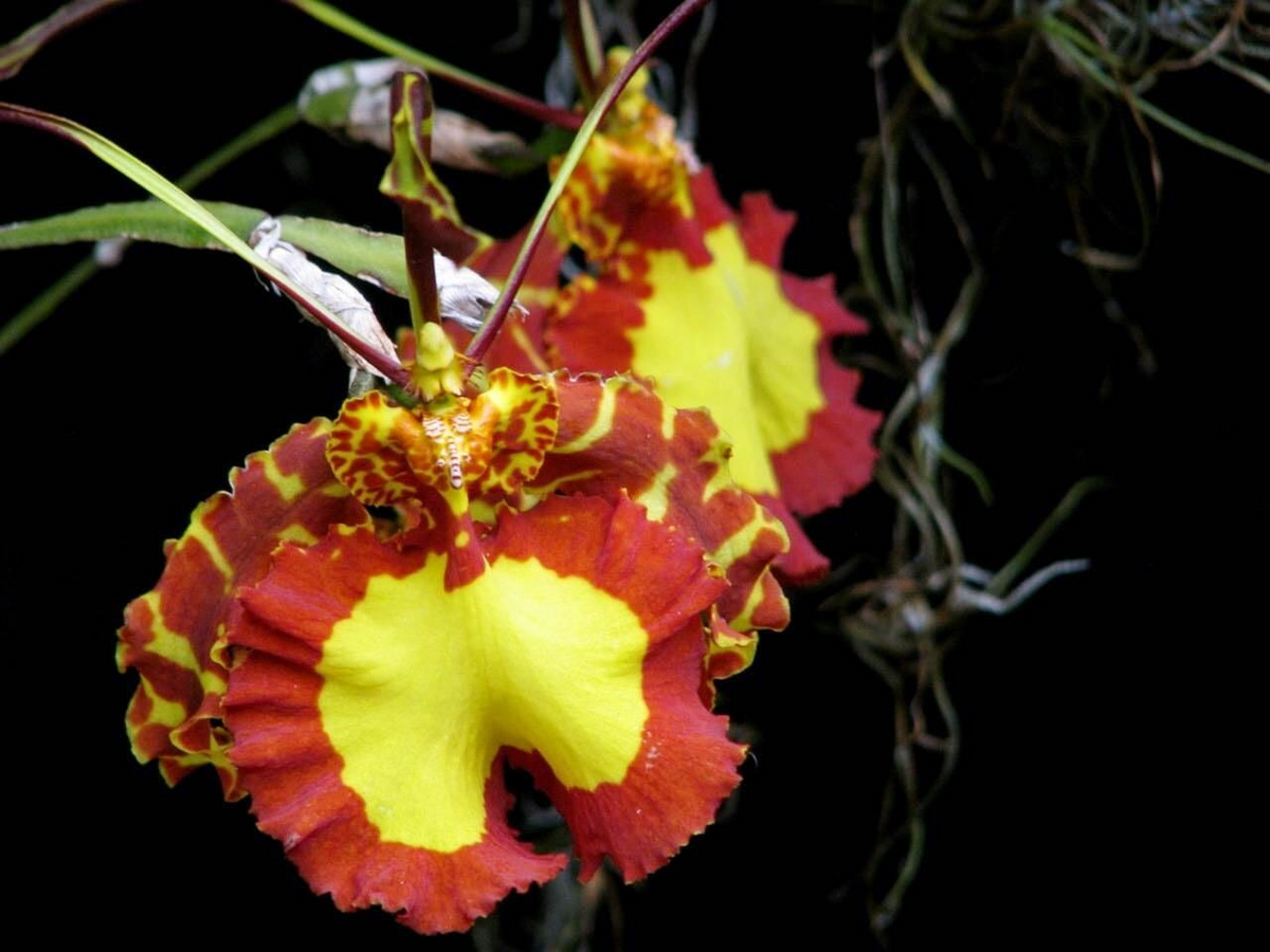 Psychopsis Mendenhall 'Hildos' FCC/AOS Orchid – 2" Pot, Red and Yellow Cattleya, Tropical Indoor/Outdoor Orchid Plant