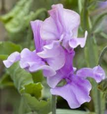 50+ Marion Sweet Pea Seeds – Deep Rose Fragrant Blooms, Climbing Vines for Trellises & Cut Flowers, Lathyrus odoratus