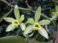 Organic Vanilla Orchid Starter Plant | Vanilla planifolia Live Potted Vining Orchid for Indoor & Outdoor Gardens