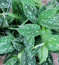 Silver Pothos Live Plant in 4-Inch Pot, Trailing Vine, Low-Light Indoor Houseplant, Scindapsus Argyraeus