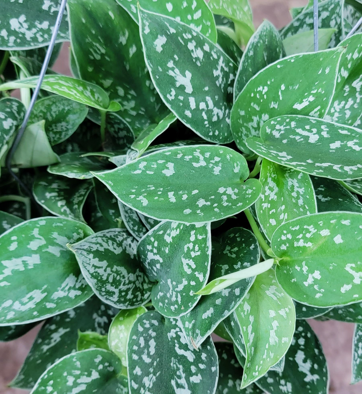 Silver Pothos Live Plant in 4-Inch Pot, Trailing Vine, Low-Light Indoor Houseplant, Scindapsus Argyraeus