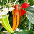 Fish Pepper Seeds - Heirloom Non-GMO Variegated Medium-Hot Pepper Seeds | Capsicum annuum