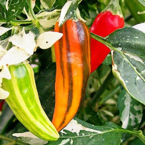 Fish Pepper Seeds - Heirloom Non-GMO Variegated Medium-Hot Pepper Seeds | Capsicum annuum