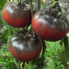 Black from Tula Tomato Seeds – Heirloom Beefsteak, High-Yielding, Solanum lycopersicum, Slicing & Salad Tomatoes