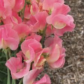Just Janet Sweet Pea Seeds – Salmon-Pink Climbing Vine for Trellises, Bouquets & Cottage Gardens – Lathyrus odoratus, 50+ Seeds