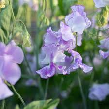 50+ Sir Jimmy Shand Sweet Pea Seeds – Lavender-Blue Fragrant Climbing Vines for Trellises, Fences, Gardens – Lathyrus odoratus