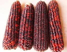 Corn Bloody Butcher Seeds – Heirloom Red Dent Corn, Zea mays, Multi-Purpose, Non-GMO, Hardy, Full Sun, 80 Seeds