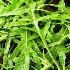 Arugula Seeds 1g Heirloom Variety Fast Growing Peppery Greens for Garden & Containers Eruca vesicaria