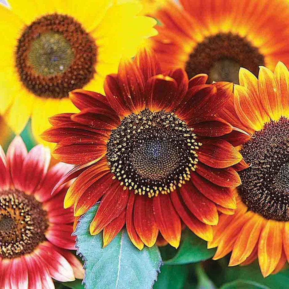 Autumn Beauty Sunflower Seeds 1g – Mixed Fall Colors, Tall Heirloom Blooms, Pollinator-Friendly, Cut Flower Garden Favorite, Helianthus annuus
