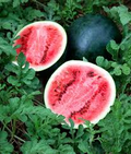 Sugar Baby Watermelon Seeds – Heirloom, Small Round, Sweet & Juicy, High Yield, Container Garden, Citrullus lanatus
