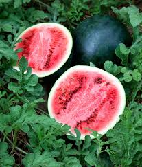 Sugar Baby Watermelon Seeds – Heirloom, Small Round, Sweet & Juicy, High Yield, Container Garden, Citrullus lanatus