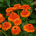 Zinnia Seeds – Zinderella Orange – Double Bright Orange Blooms for Cut Flowers & Pollinator Gardens – Zinnia elegans, USA