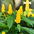 Golden Shrimp Plant Starter - Justicia brandegeana, Pachystachys lutea, Live Rooted Shrub Seedling, Yellow Blooms, Easy Care Indoor Outdoor Plant