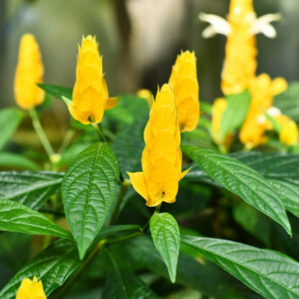 Golden Shrimp Plant Starter - Justicia brandegeana, Pachystachys lutea, Live Rooted Shrub Seedling, Yellow Blooms, Easy Care Indoor Outdoor Plant