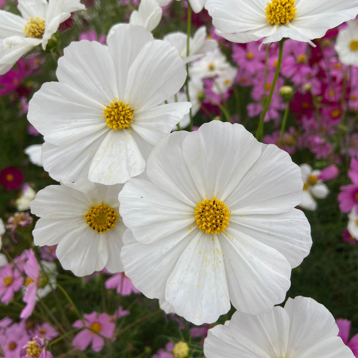 Cosmos Purity Seeds 1 Gram | White Annual Flower for Gardens, Pollinator Habitat | Cosmos bipinnatus