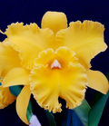 Tropical Cattleya Orchid Starter Plant in 3-Inch Pot | Rlc Lian Her Glory 'HER' x Village Chief Cunning | Yellow Blooms