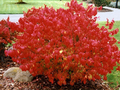 Dwarf Burning Bush Plants Euonymus alatus Bare Root Compact Shrubs Fall Foliage 4-10"
