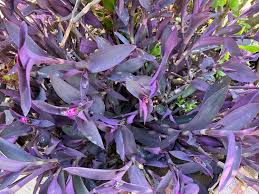 Unrooted Cuttings - Tradescantia Pallida Purple Heart Plant - Vibrant Foliage, Easy Care, Indoor & Outdoor Propagation