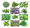 Herb Seeds Variety Pack – Heirloom Basil, Thyme, Parsley, Sage, Oregano, Lavender, Caraway, Chives, Summer Savory, Cilantro, Dill, Arugula