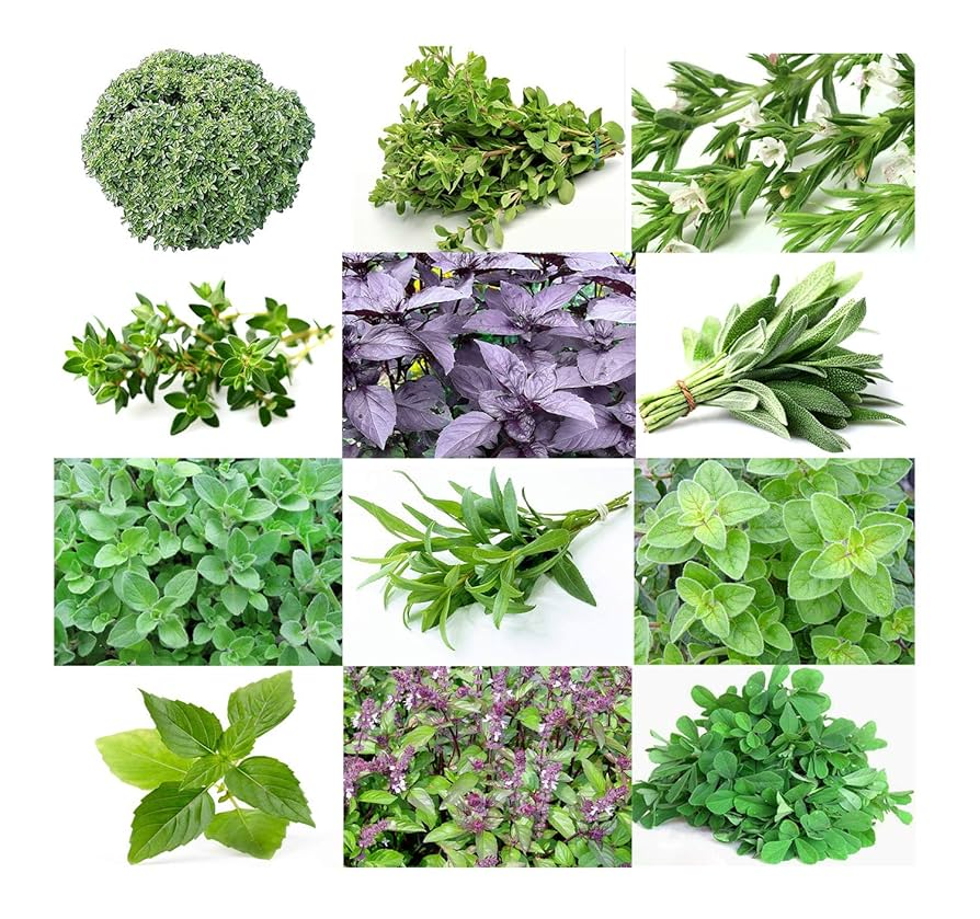 Herb Seeds Variety Pack – Heirloom Basil, Thyme, Parsley, Sage, Oregano, Lavender, Caraway, Chives, Summer Savory, Cilantro, Dill, Arugula