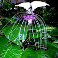 White Bat Orchid Seeds – Tacca integrifolia, Exotic Tropical Houseplant, Rare Bat-Shaped Flower, Indoor Garden Plant