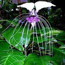 White Bat Orchid Seeds – Tacca integrifolia, Exotic Tropical Houseplant, Rare Bat-Shaped Flower, Indoor Garden Plant