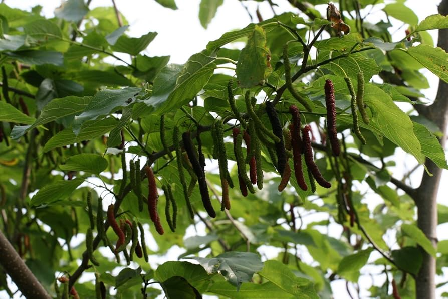 10pcs Organic Pakistan Mulberry (Morus Nigra) Unrooted Cuttings for Grafting & Propagation, Fruit Tree, Hardy & High-Yielding