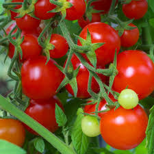 50 Seeds Red Cherry Tomato Solanum lycopersicum, Sweet Bite-Sized Fruit for Salads, Snacking, Home Garden