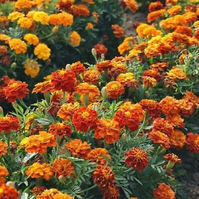 Sparky Mix Marigold Seeds | Non-GMO | Orange, Yellow, Red Double Blooms | Pest-Repellent | Tagetes erecta