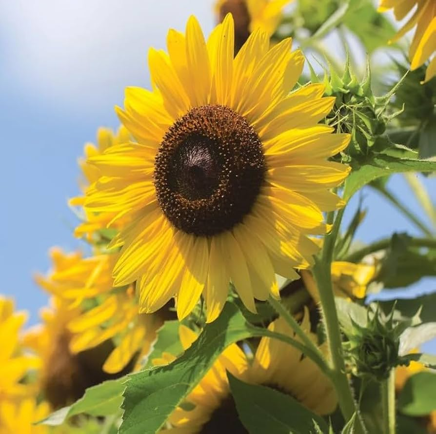 Multi-Headed Sunflower Seeds, Helianthus annuus, Pollinator-Friendly, Drought-Resistant, 50 Pack