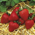 Everbearing Albion Strawberry Plants | 12 Bare Root Pack | Zones 4-9 | Day-Neutral, Fruit, Perennial, Fragaria × ananassa