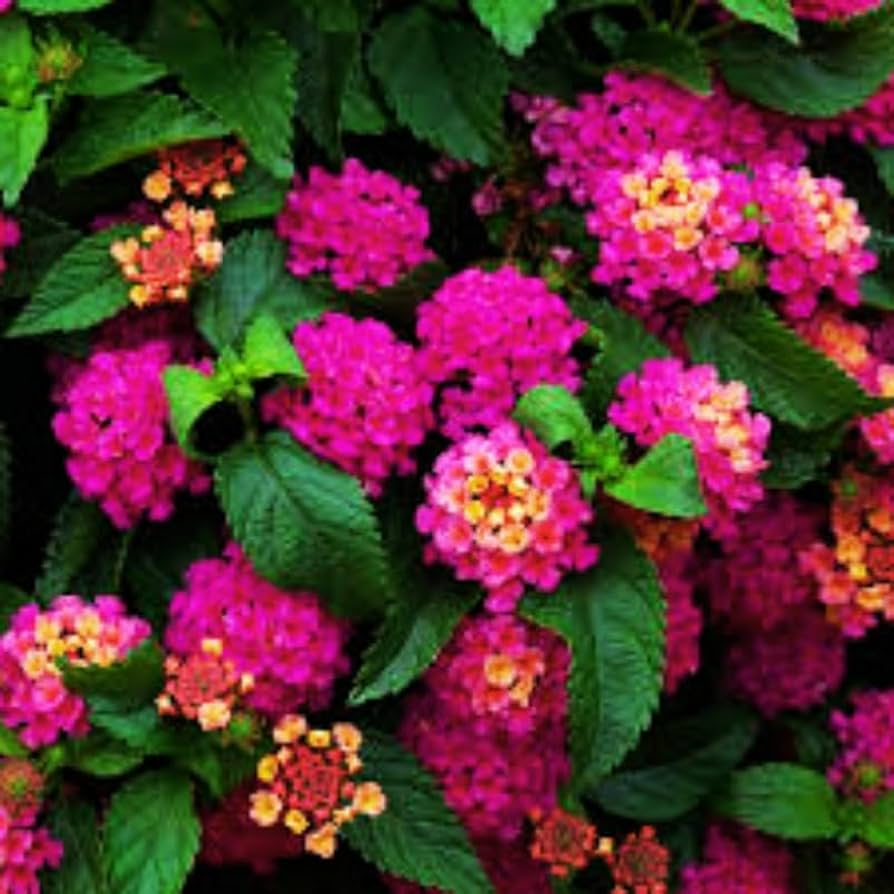 Lantana Starter Plant - Bright Pink Flowers - Live Rooted Plug - Full Sun, Drought Tolerant, Pollinator Attracting - Lantana camara