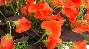 Henry Eckford Sweet Pea Seeds – Fragrant Orange-Pink Blooms, Climbing Vines for Trellises, Garden Planting, Lathyrus odoratus, 50+ Seeds